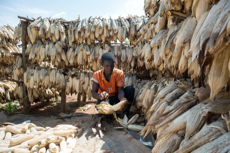 Rwanda: Når matsvinn reduseres, øker inntektene til bøndene